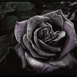 Meet your Posher, Sydney